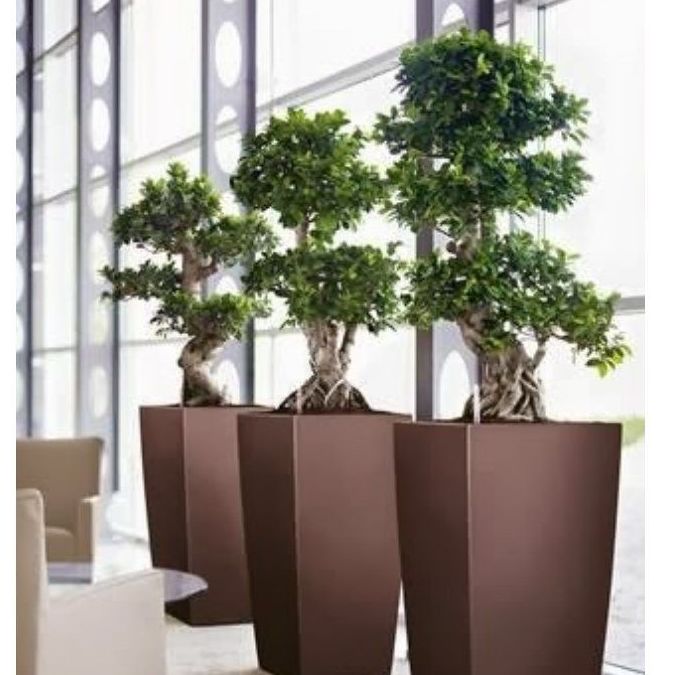 El hidrocultivo interior: Productos y servicios de AQUAPLANT DISSENY VERD, S.L. El hidrocultivo interior: Productos y servicios de AQUAPLANT DISSENY VERD, S.L.