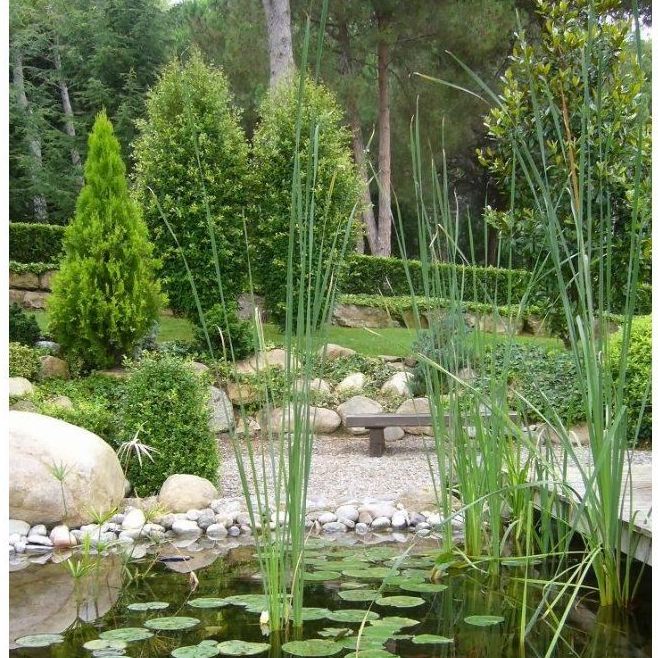 Estanques : Productos y servicios de AQUAPLANT DISSENY VERD, S.L. Estanques : Productos y servicios de AQUAPLANT DISSENY VERD, S.L.