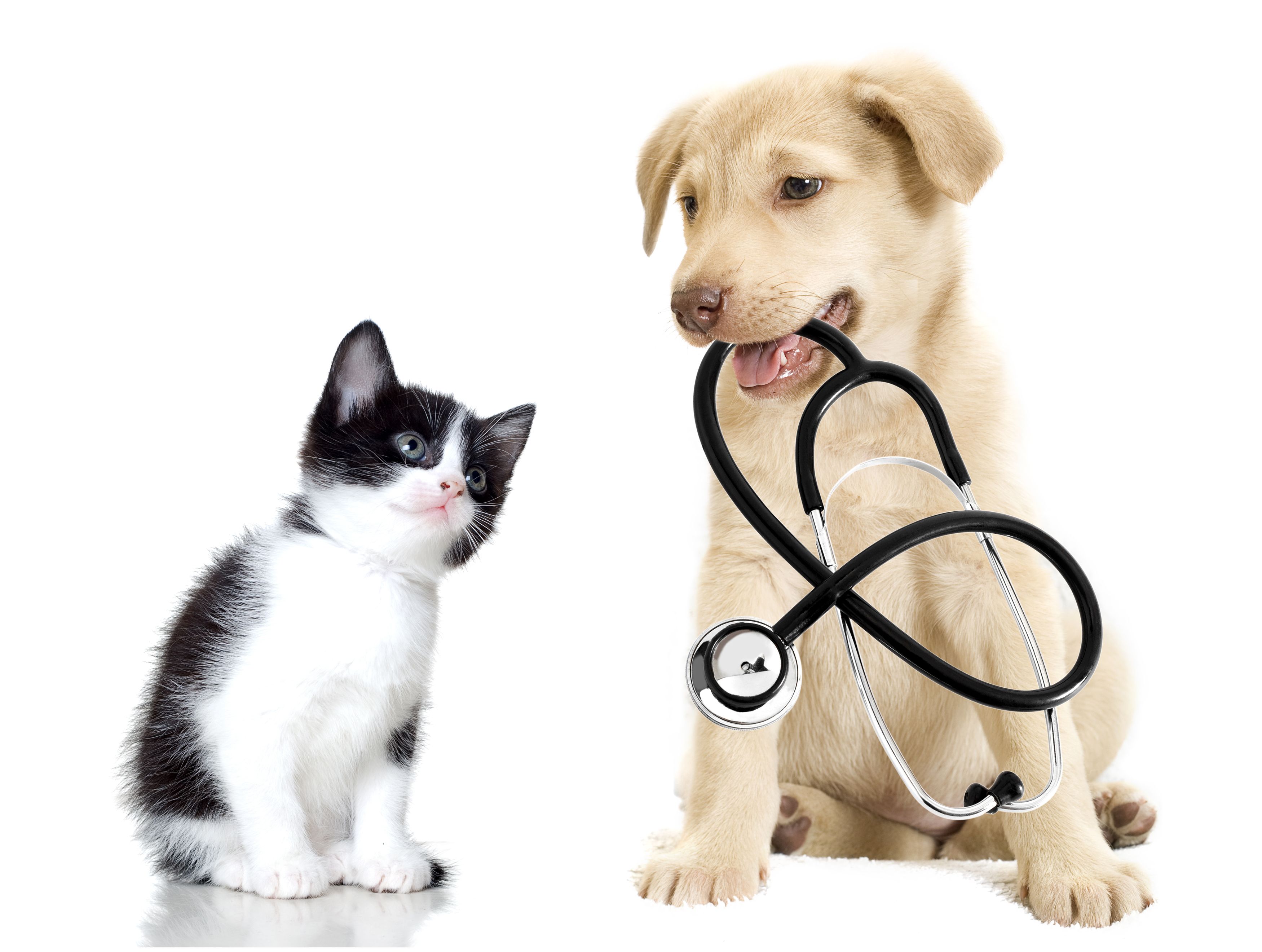 Clínica veterinaria análisis clínicos en Úbeda