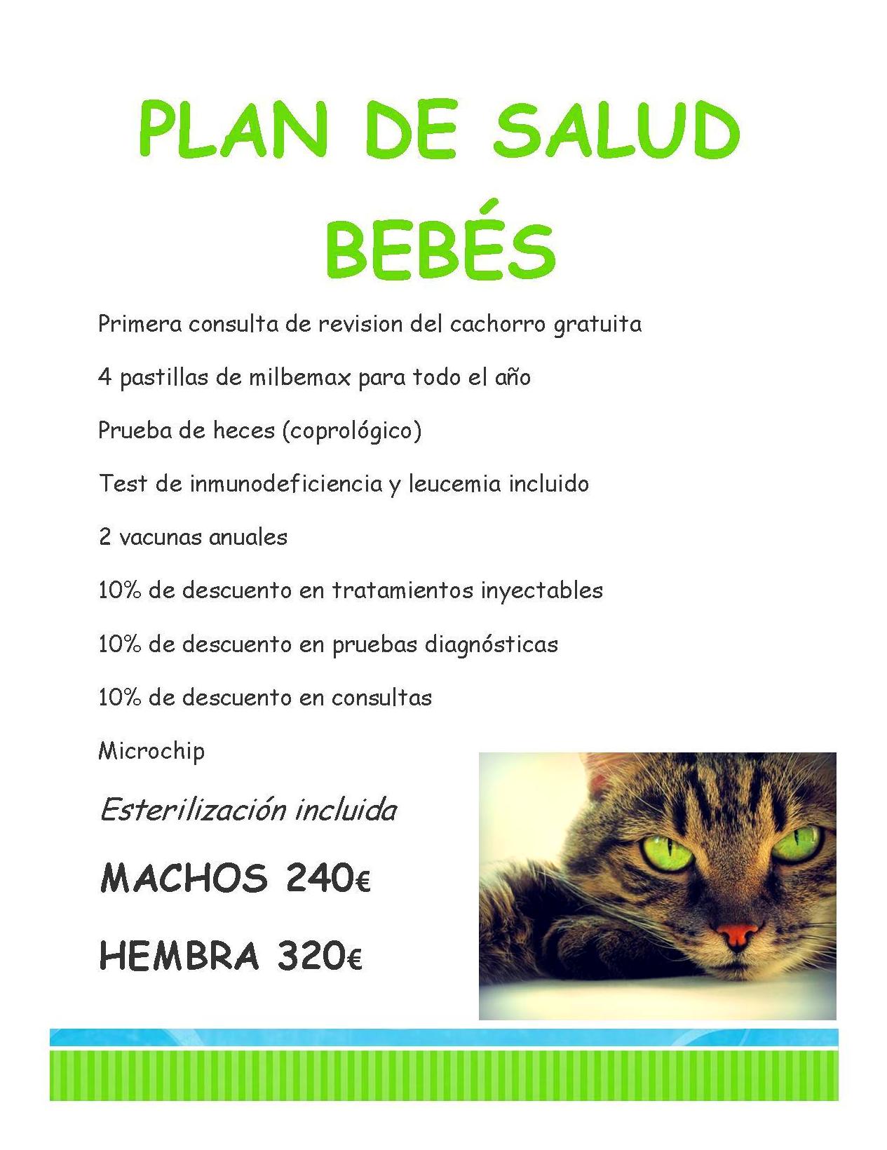 Plan de salud para gatos bebés Plan de salud para gatos bebés
