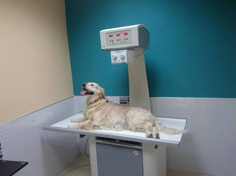Servicio de diagnóstico por imagen: Servicios y ofertas de Clínica Veterinaria DContreras Servicio de diagnóstico por imagen: Servicios y ofertas de Clínica Veterinaria DContreras