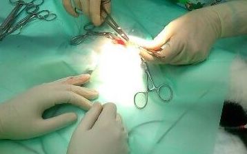 Servicio de cirugía: Servicios y ofertas de Clínica Veterinaria DContreras Servicio de cirugía: Servicios y ofertas de Clínica Veterinaria DContreras