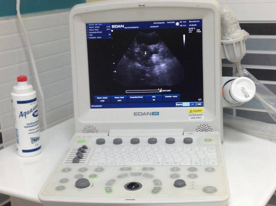 Servicio de diagnóstico por imagen: Servicios y ofertas de Clínica Veterinaria DContreras Servicio de diagnóstico por imagen: Servicios y ofertas de Clínica Veterinaria DContreras