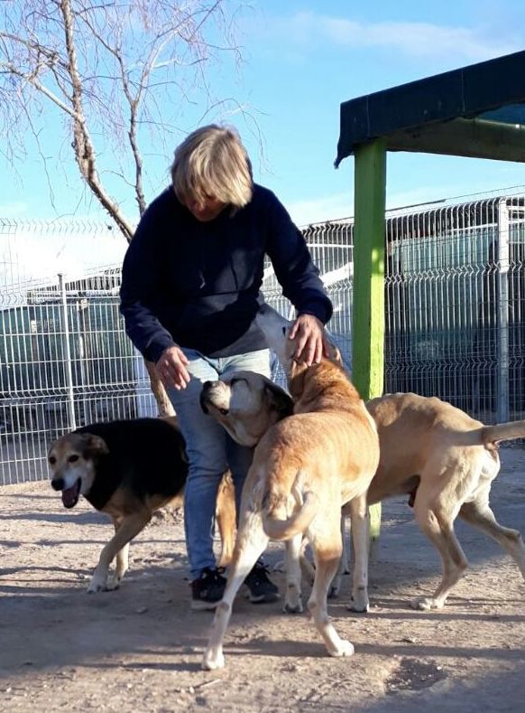 Modificación de conducta o Adiestramiento personalizada: Servicios de Hotel Canino y Felino El Rey de la Casa Modificación de conducta o Adiestramiento personalizada: Servicios de Hotel Canino y Felino El Rey de la Casa
