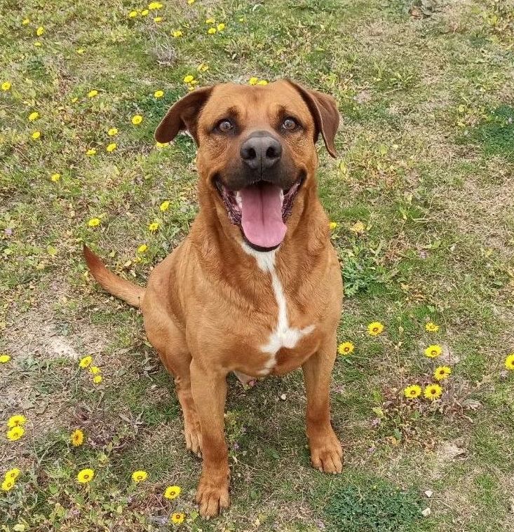 Perros en adopción - BRUNO (NHARA) - cruce grande, macho castrado con micro chip y las vacunas al día, fecha de nacimiento 1/5/15 Perros en adopción - BRUNO (NHARA) - cruce grande, macho castrado con micro chip y las vacunas al día, fecha de nacimiento 1/5/15