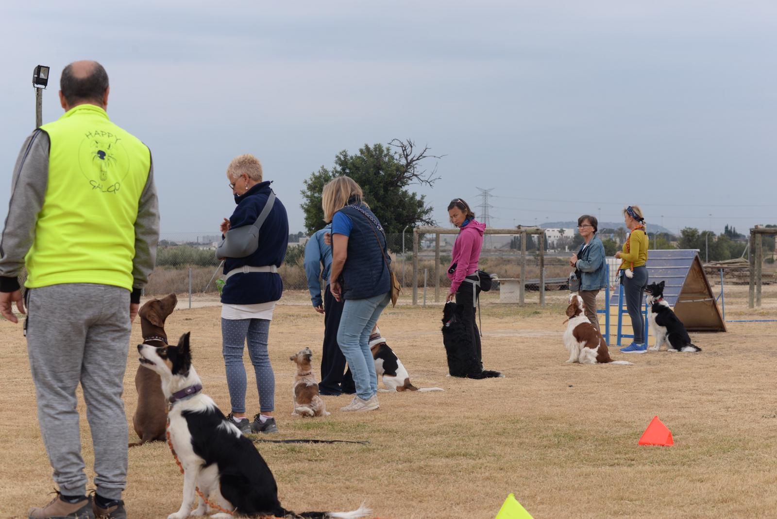 Cursos de socialización, adiestramiento y agility: Servicios de Hotel Canino y Felino El Rey de la Casa Cursos de socialización, adiestramiento y agility: Servicios de Hotel Canino y Felino El Rey de la Casa
