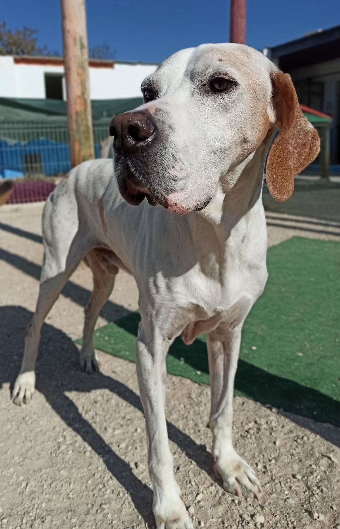 En adopción Ocho (El Rey) Pointer Inglés, macho, fecha de nacimiento 1/12/2010, perro rescatado de cazador por no valer en la caza. Muy tímido pero muy bueno con todos los demás perros y quiere que le acaricies, aunque tiene miedo, le gustan los mimos En adopción Ocho (El Rey) Pointer Inglés, macho, fecha de nacimiento 1/12/2010, perro rescatado de cazador por no valer en la caza. Muy tímido pero muy bueno con todos los demás perros y quiere que le acaricies, aunque tiene miedo, le gustan los mimos