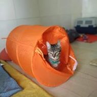 Guardería: Servicios de Hotel Canino y Felino El Rey de la Casa Guardería: Servicios de Hotel Canino y Felino El Rey de la Casa