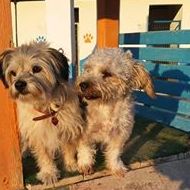 Guardería: Servicios de Hotel Canino y Felino El Rey de la Casa Guardería: Servicios de Hotel Canino y Felino El Rey de la Casa