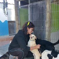 Guardería canina en Alicante