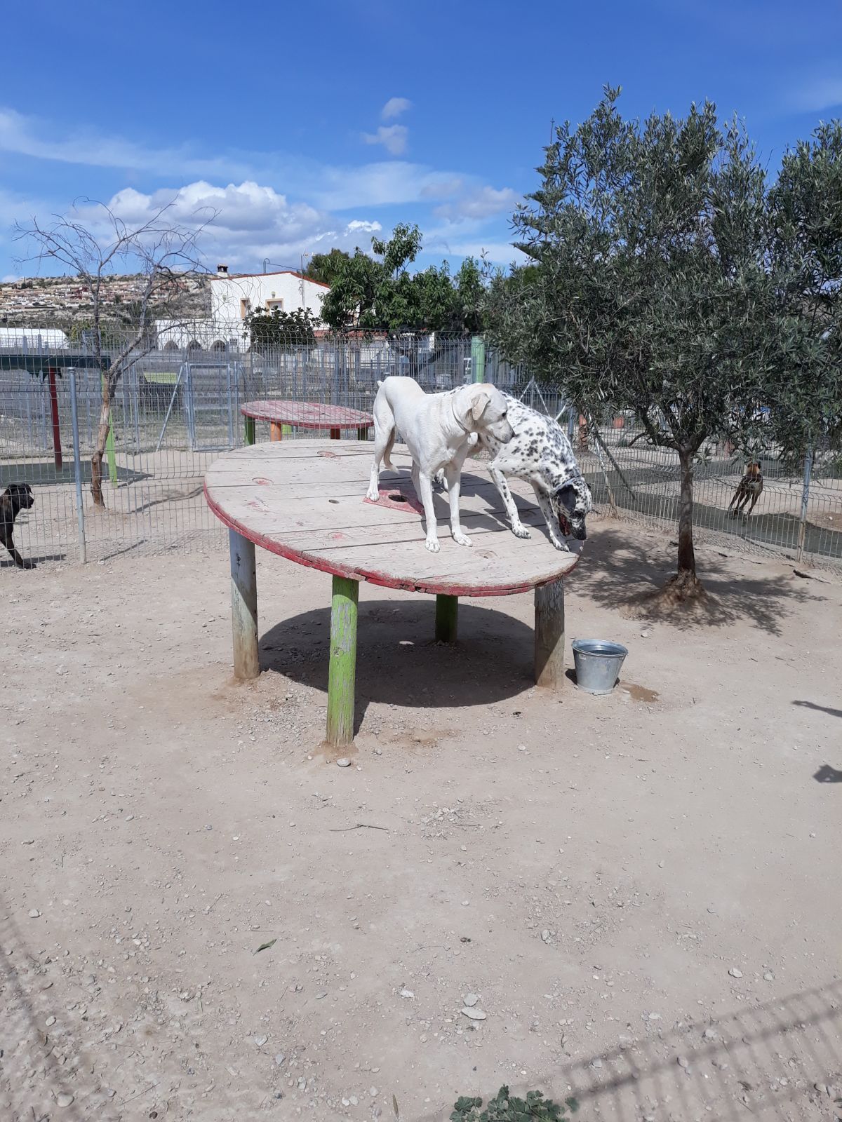 Hotel canino en Alicante