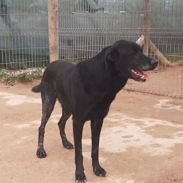 Perros en adopción - TOMAS (BARC) - cruce labrador, macho castrado con micro chip y las vacunas al día, fecha de nacimiento 1/1/16 Perros en adopción - TOMAS (BARC) - cruce labrador, macho castrado con micro chip y las vacunas al día, fecha de nacimiento 1/1/16