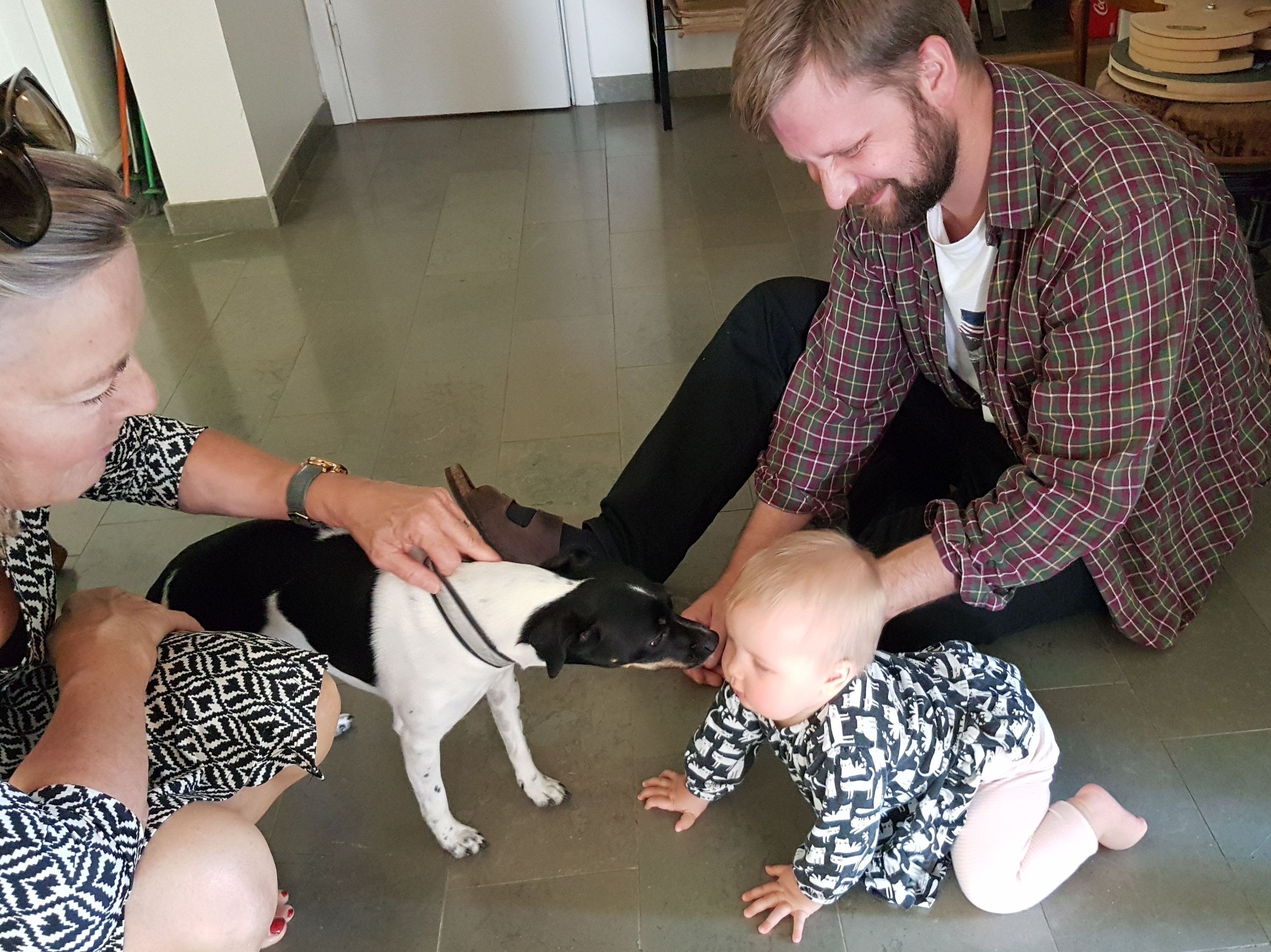 Modificación de conducta o Adiestramiento personalizada: Servicios de Hotel Canino y Felino El Rey de la Casa Modificación de conducta o Adiestramiento personalizada: Servicios de Hotel Canino y Felino El Rey de la Casa