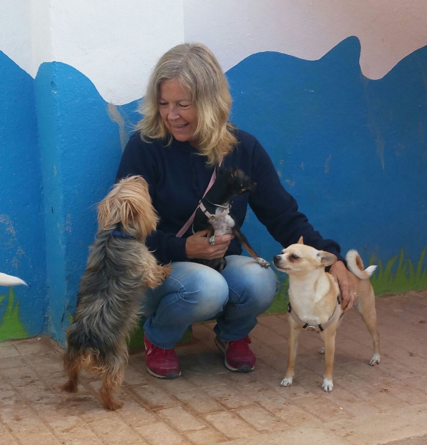 Modificación de conducta o Adiestramiento personalizada: Servicios de Hotel Canino y Felino El Rey de la Casa Modificación de conducta o Adiestramiento personalizada: Servicios de Hotel Canino y Felino El Rey de la Casa