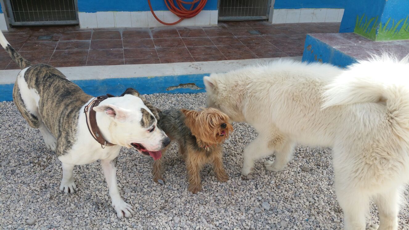 Adiestramiento de perros en Alicante