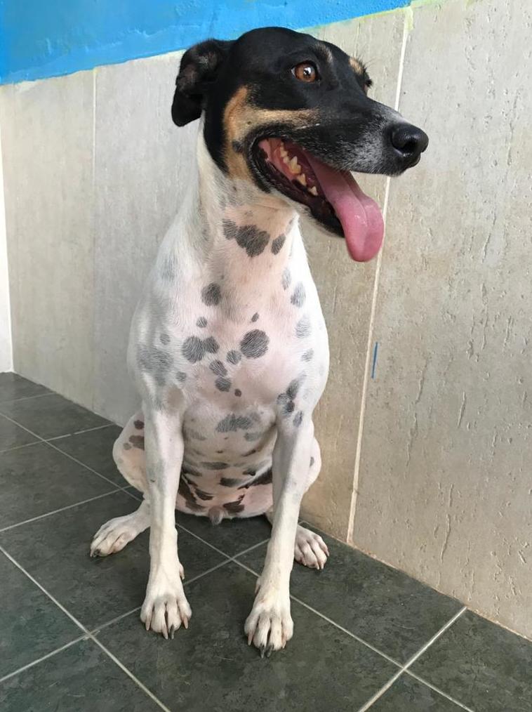 En adopción Polly (BARC) hembra Bodeguero, fecha de nacimiento 1/10/2018, muy dulce con las persona y se lleva bien con todos los perros En adopción Polly (BARC) hembra Bodeguero, fecha de nacimiento 1/10/2018, muy dulce con las persona y se lleva bien con todos los perros