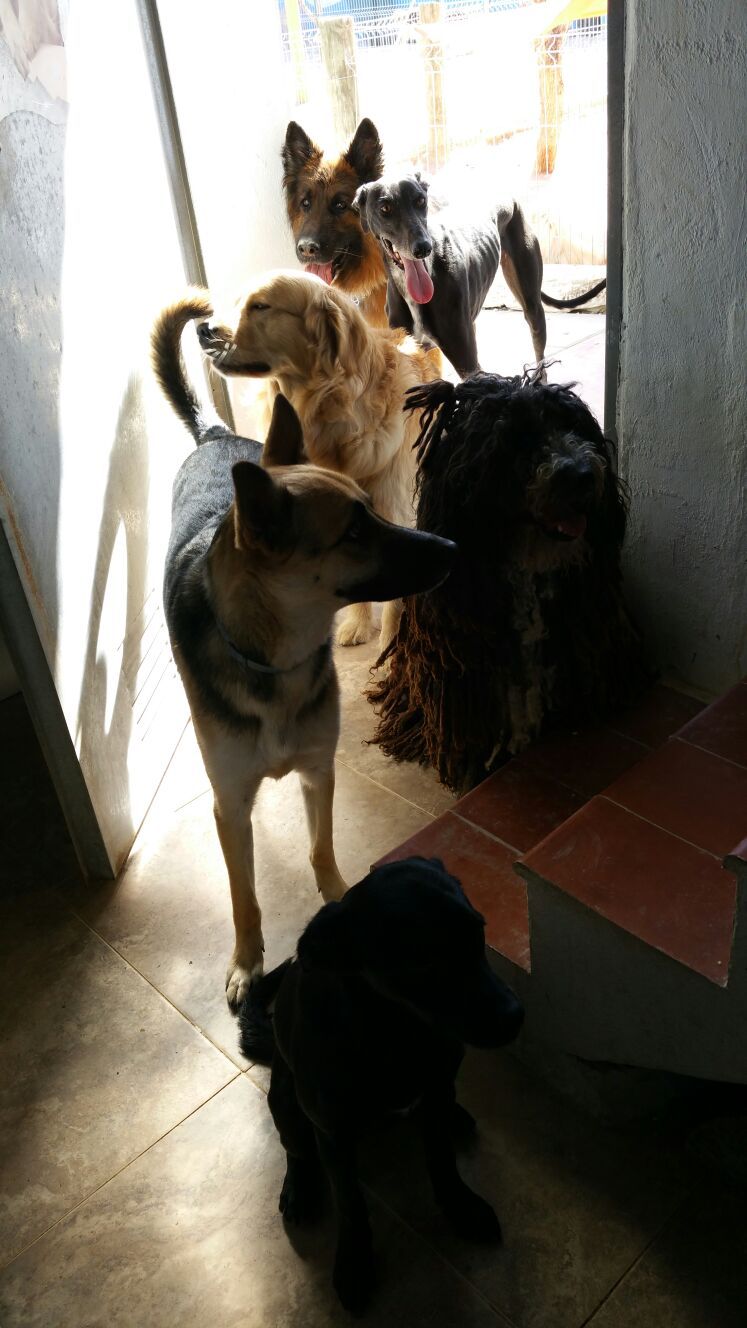 Adiestramiento de perros en Alicante