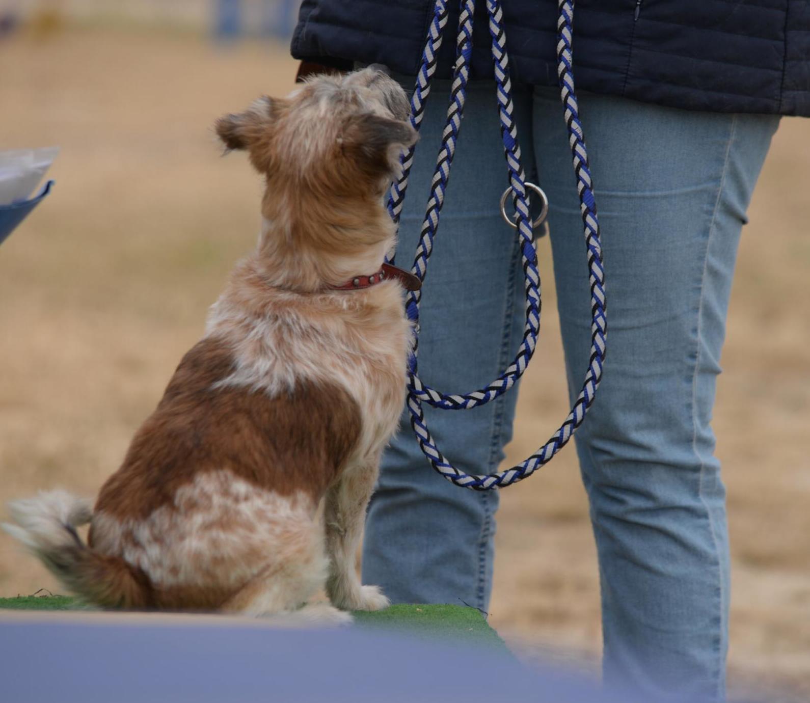 Modificación de conducta o Adiestramiento personalizada: Servicios de Hotel Canino y Felino El Rey de la Casa Modificación de conducta o Adiestramiento personalizada: Servicios de Hotel Canino y Felino El Rey de la Casa