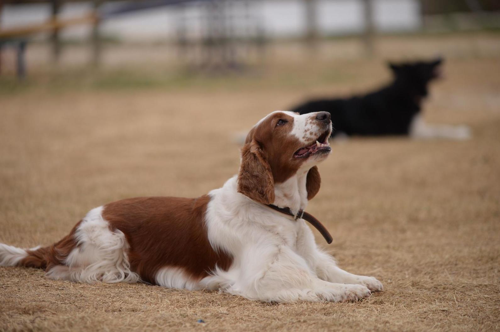 Cursos de socialización, adiestramiento y agility: Servicios de Hotel Canino y Felino El Rey de la Casa Cursos de socialización, adiestramiento y agility: Servicios de Hotel Canino y Felino El Rey de la Casa