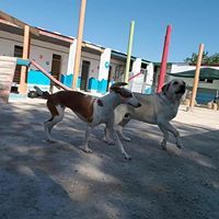 Guardería canina en Alicante