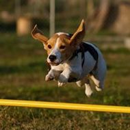 Cursos de socialización, adiestramiento y agility: Servicios de Hotel Canino y Felino El Rey de la Casa Cursos de socialización, adiestramiento y agility: Servicios de Hotel Canino y Felino El Rey de la Casa