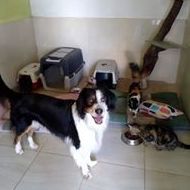 Hotel: Servicios de Hotel Canino y Felino El Rey de la Casa Hotel: Servicios de Hotel Canino y Felino El Rey de la Casa