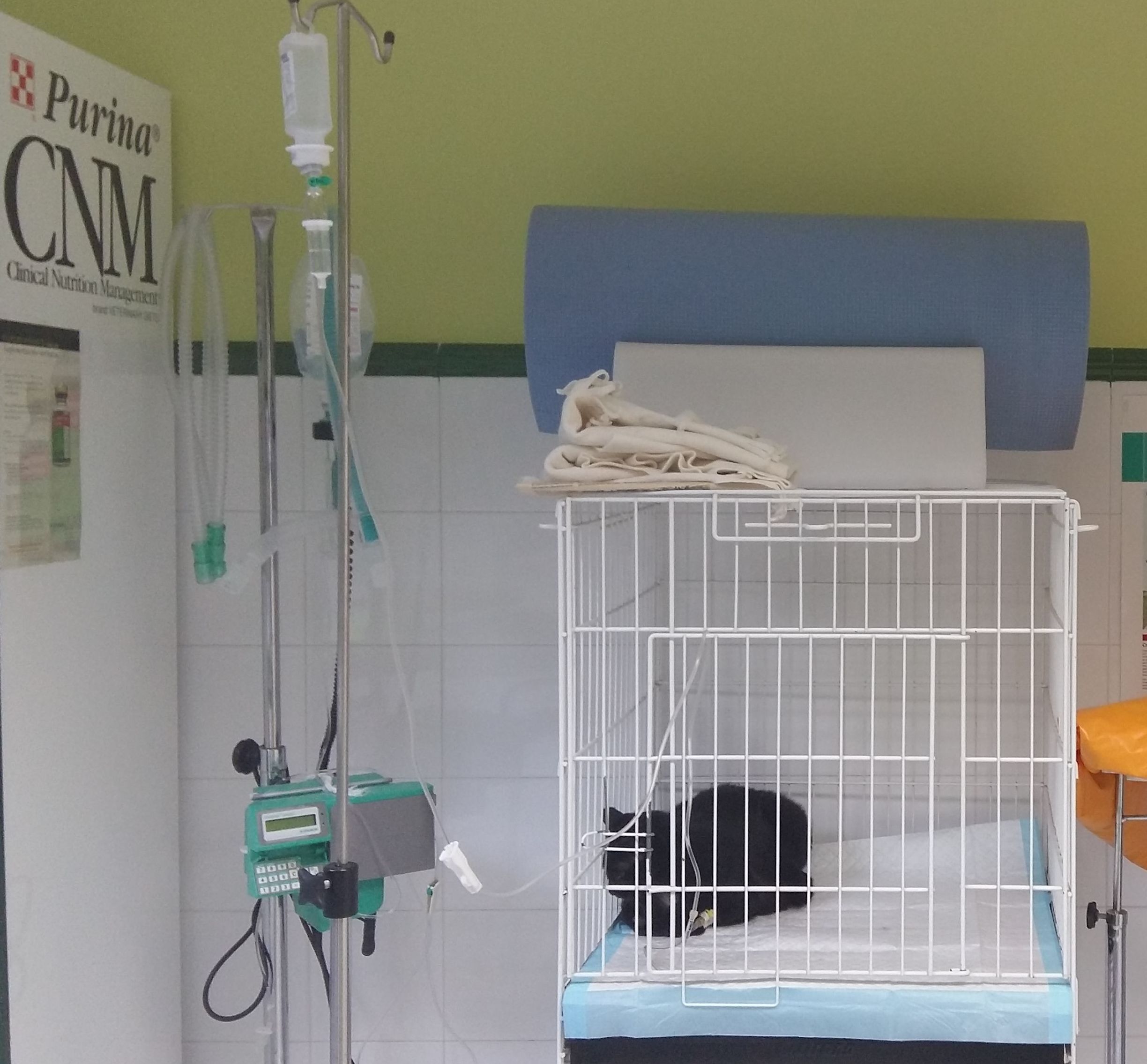Cirugía general para mascotas en Tenerife