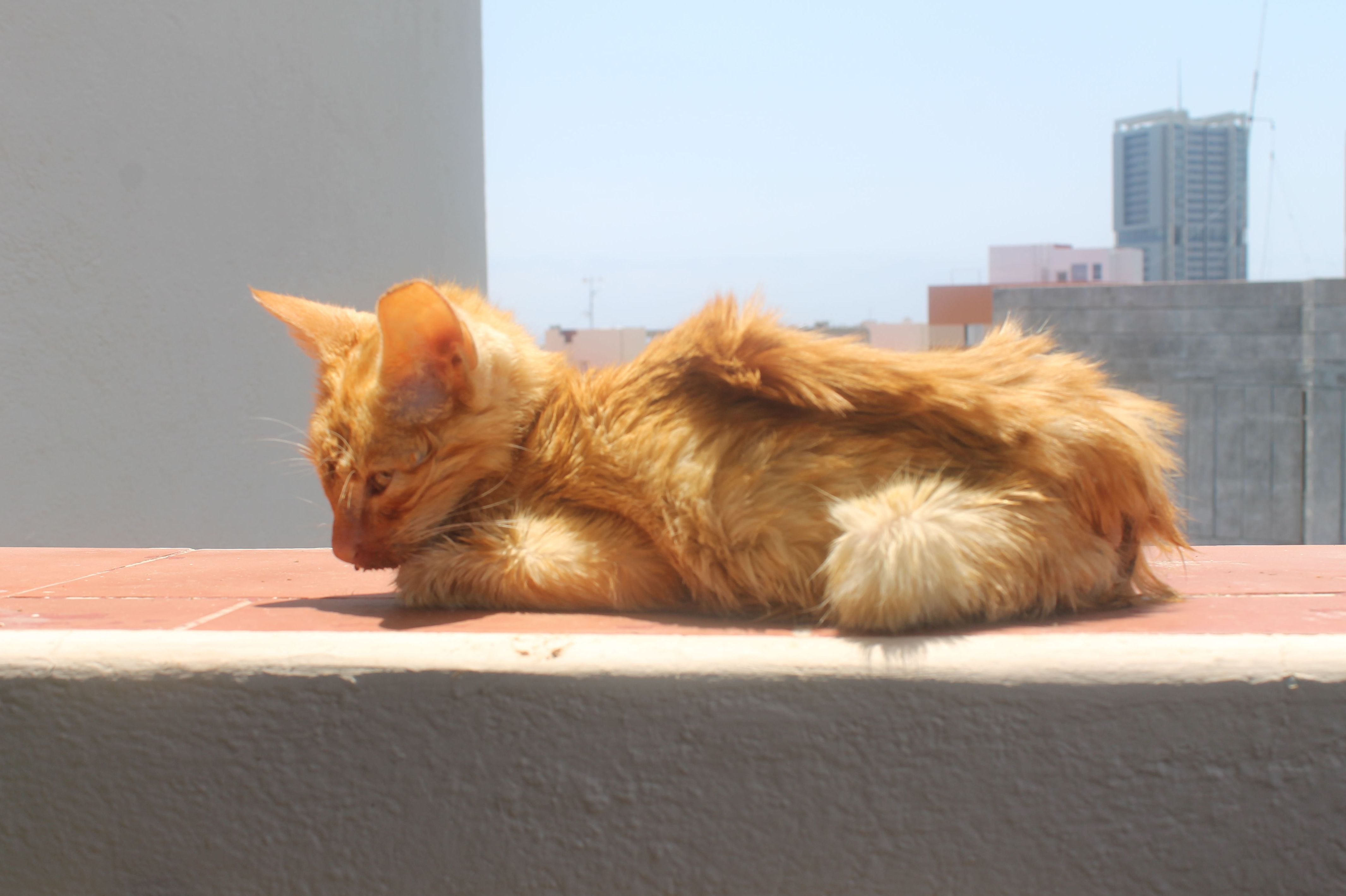 Consulta de medicina interna para mascotas en Tenerife