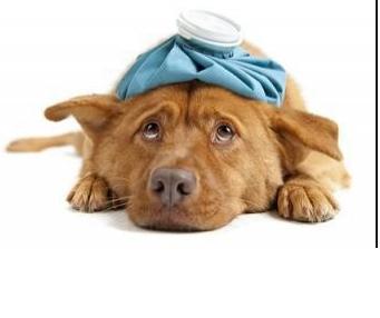 Urgencias veterinarias: Servicios de Guau Veterinaris Urgencias veterinarias: Servicios de Guau Veterinaris
