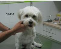 Visita a domicilio veterinarias: Servicios de Guau Veterinaris Visita a domicilio veterinarias: Servicios de Guau Veterinaris