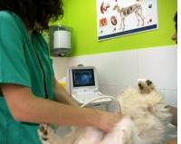 Radiología veterinaria: Servicios de Guau Veterinaris Radiología veterinaria: Servicios de Guau Veterinaris