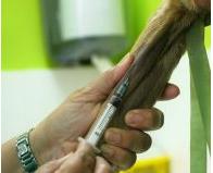 Análisis clínicos: Servicios de Guau Veterinaris Análisis clínicos: Servicios de Guau Veterinaris