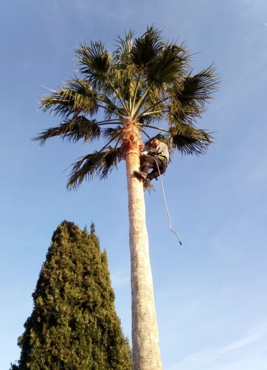 Fumigación contra el picudo: Servicios especializados de Jaime Sanchís Jardines y Piscinas Fumigación contra el picudo: Servicios especializados de Jaime Sanchís Jardines y Piscinas