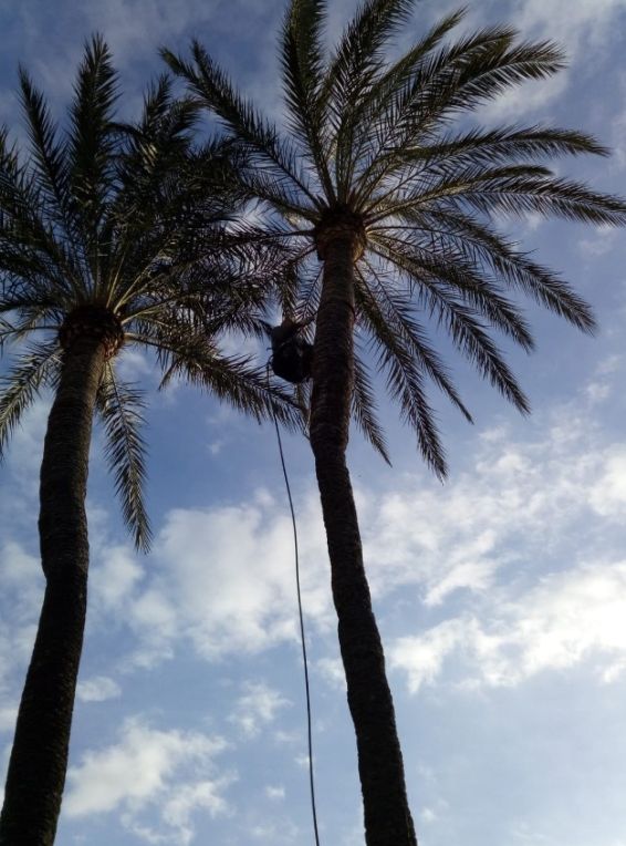 Fumigación contra el picudo: Servicios especializados de Jaime Sanchís Jardines y Piscinas Fumigación contra el picudo: Servicios especializados de Jaime Sanchís Jardines y Piscinas