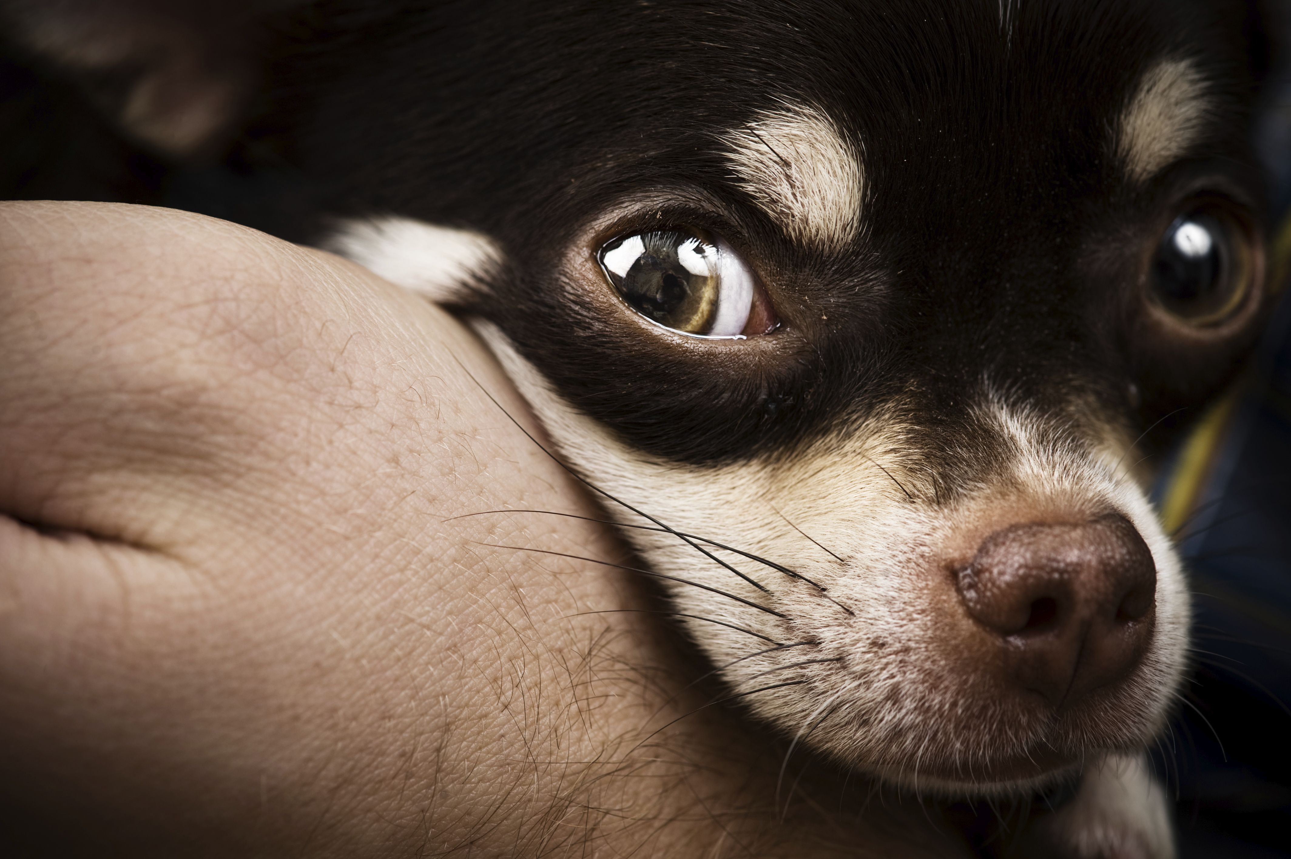 Análisis clínicos: Servicios de Clínica Veterinaria La Adrada Análisis clínicos: Servicios de Clínica Veterinaria La Adrada