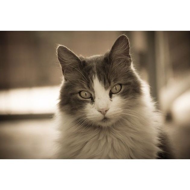 Higiene para gatos: Productos de Casa Clemente Higiene para gatos: Productos de Casa Clemente