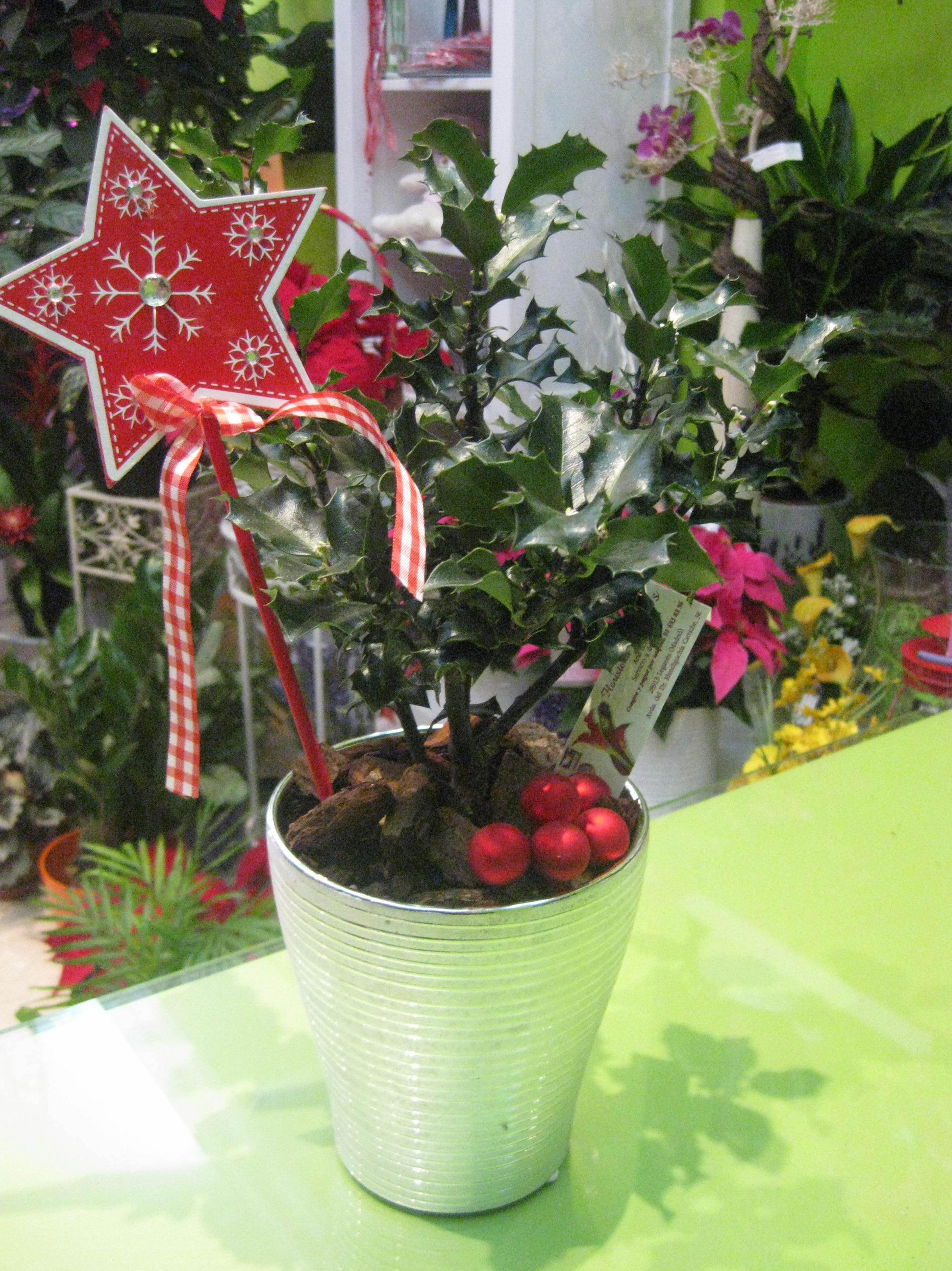 Acebo: de Floristería Pétalos Acebo: de Floristería Pétalos