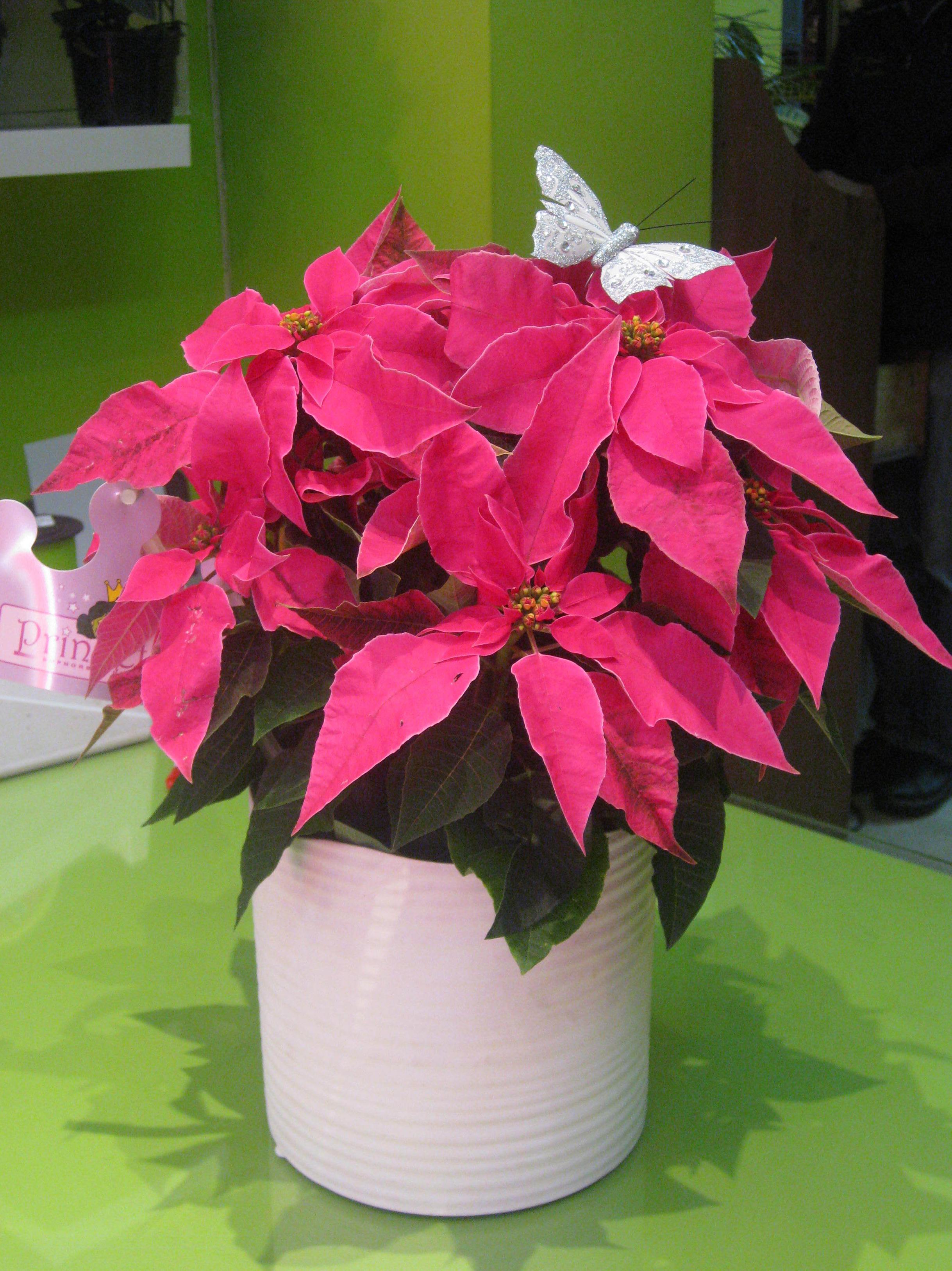 flor de pascua flor de pascua