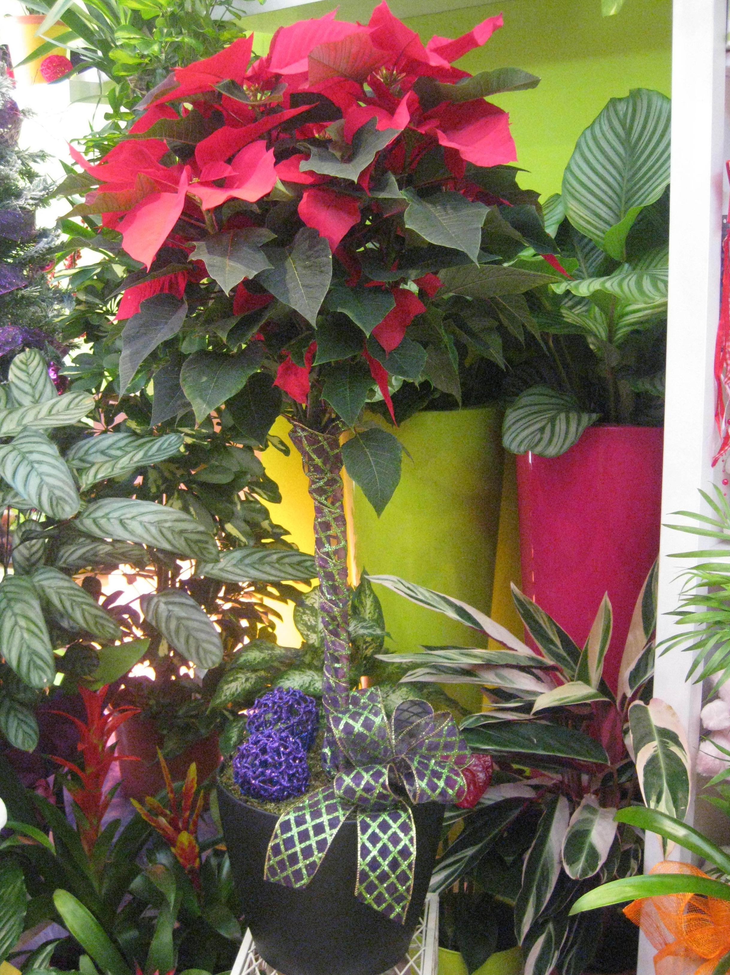 Flor de Pascua: de Floristería Pétalos Flor de Pascua: de Floristería Pétalos
