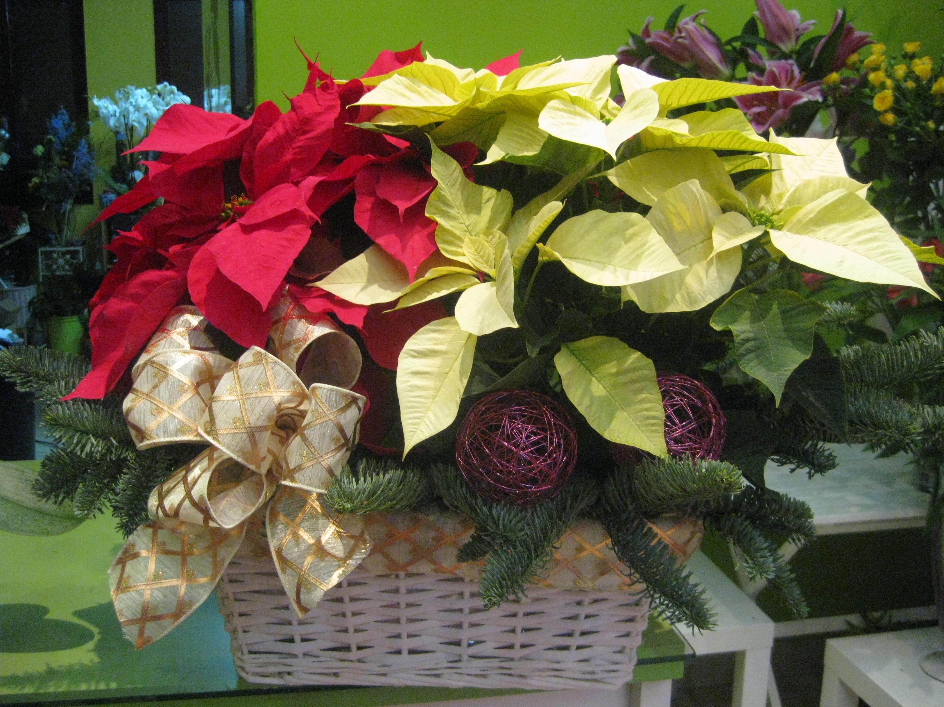 Flor de pascua: de Floristería Pétalos Flor de pascua: de Floristería Pétalos