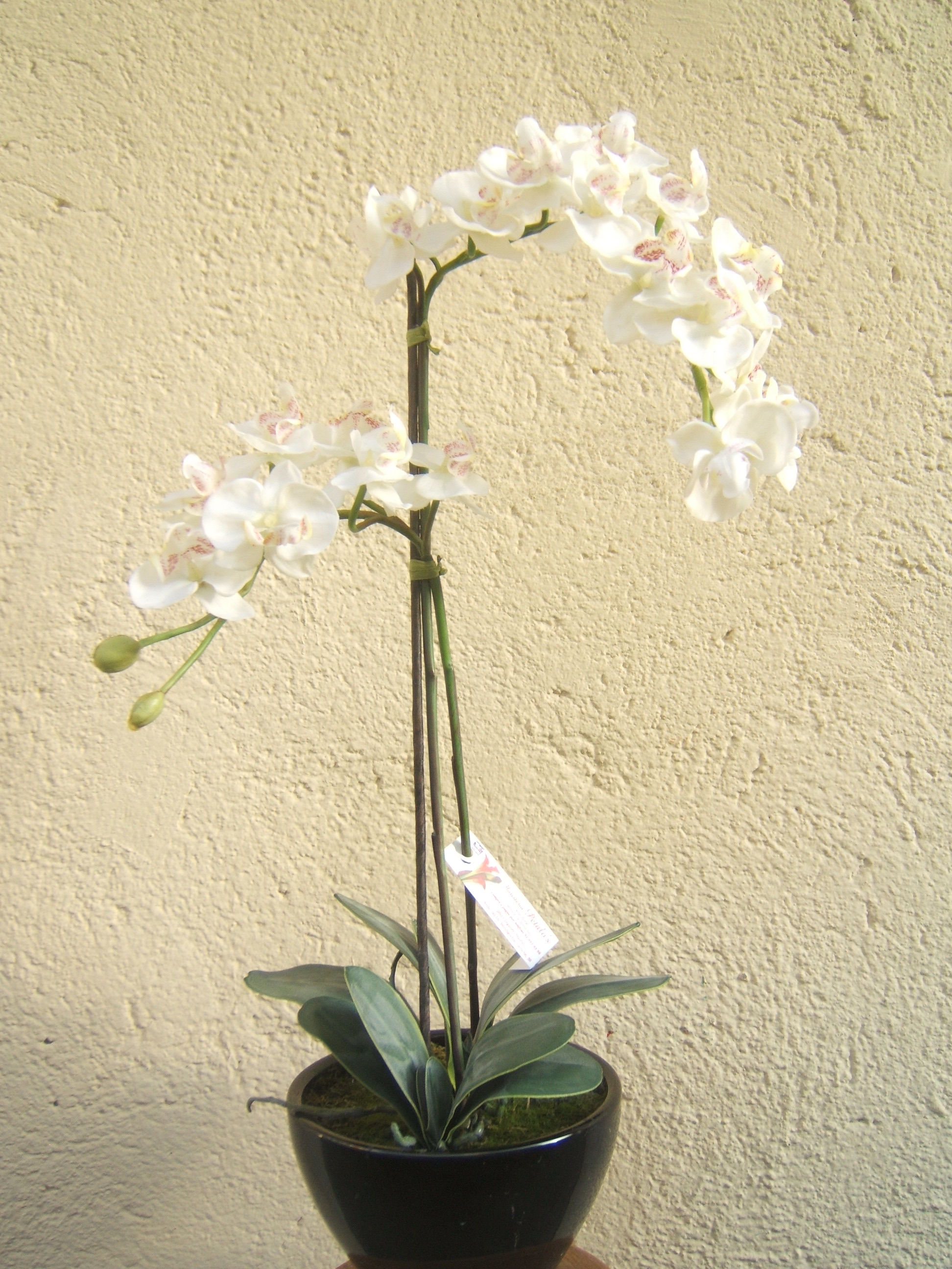 Orquidea en madrid centro Orquidea en madrid centro