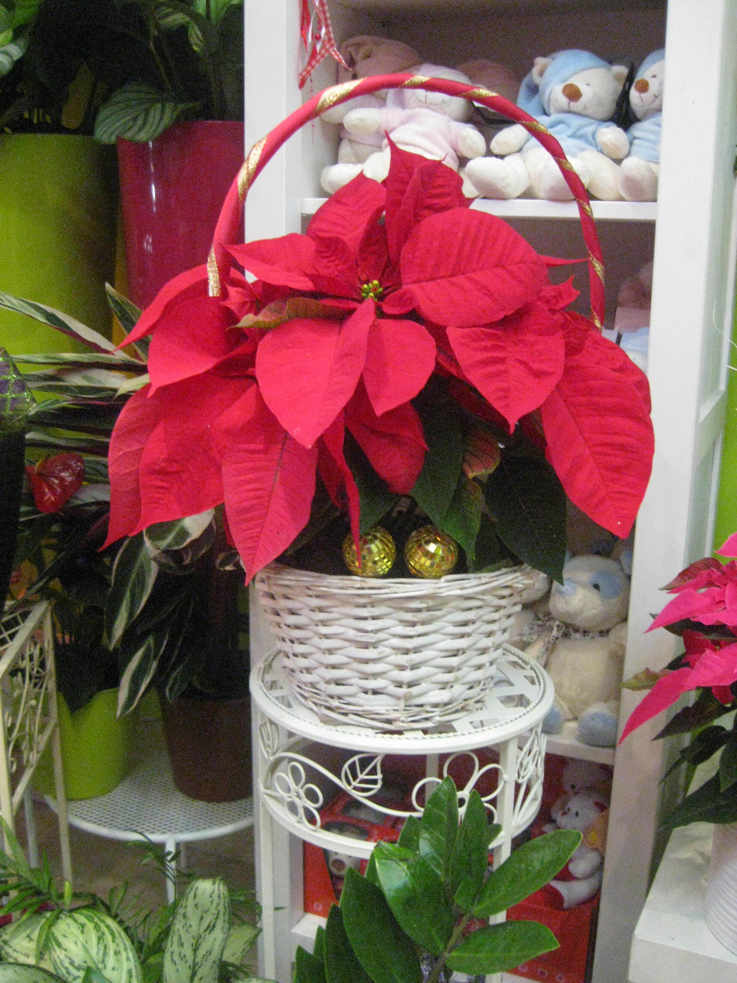 Flor de pascua: de Floristería Pétalos Flor de pascua: de Floristería Pétalos