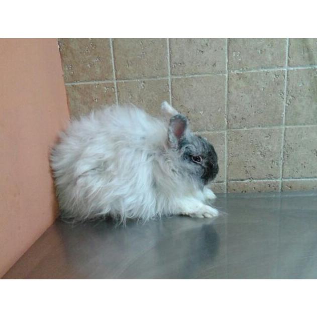 Exóticos y pequeños animales: Servicios y tratamientos de Centro Veterinario Ifach Exóticos y pequeños animales: Servicios y tratamientos de Centro Veterinario Ifach