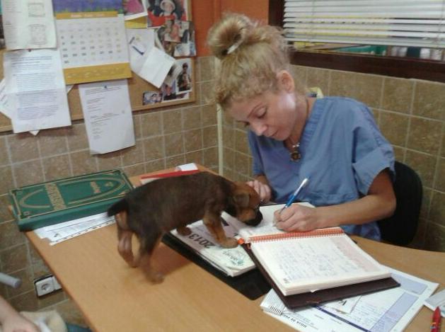 Medicina interna veterinaria
