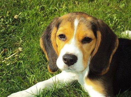 Peluquería canina y felina en Calpe Peluquería canina y felina en Calpe