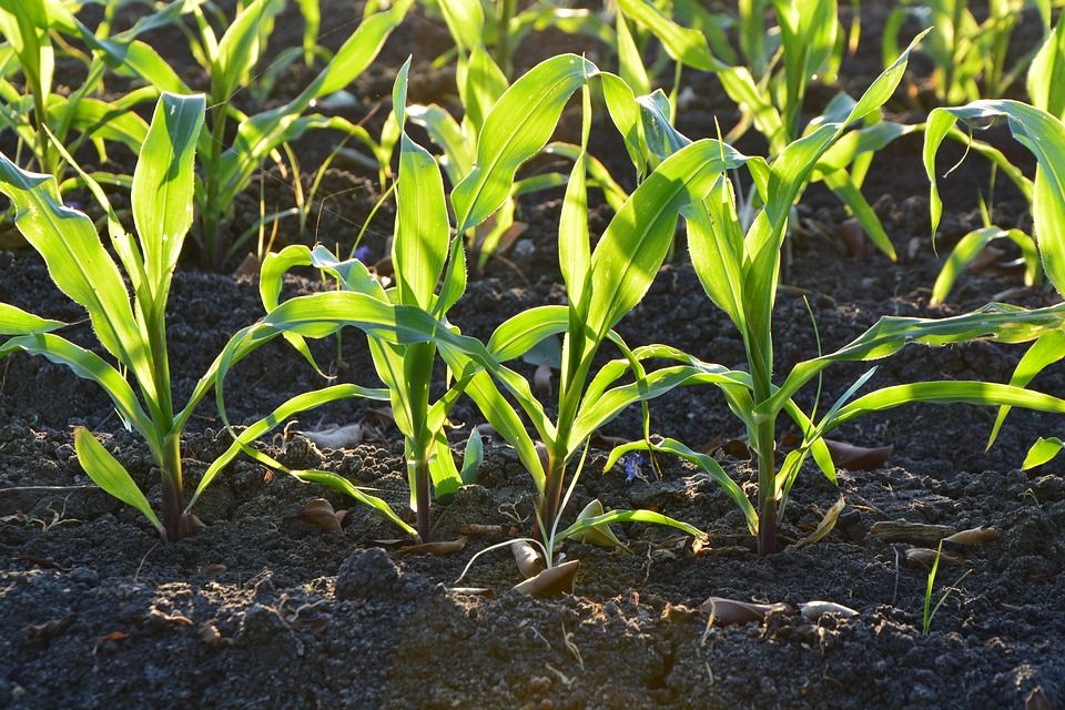 Venta de mantillo, sustrato y tierra vegetal: Servicios de Biomasas Ruiz Venta de mantillo, sustrato y tierra vegetal: Servicios de Biomasas Ruiz