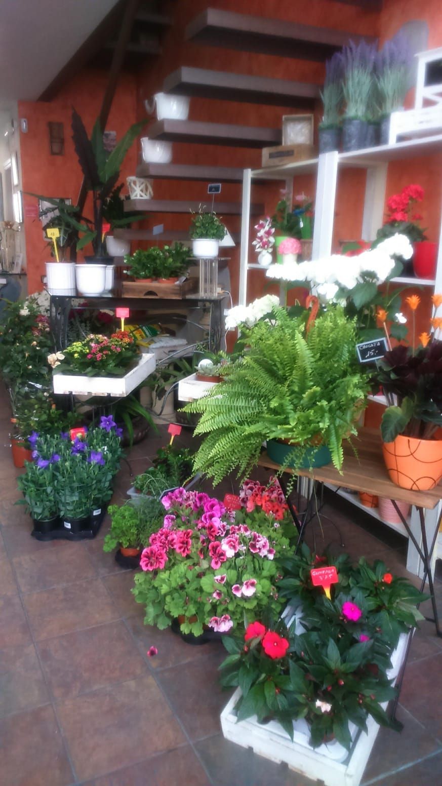 Tienda de flores y plantas en Sant Pere de Ribes