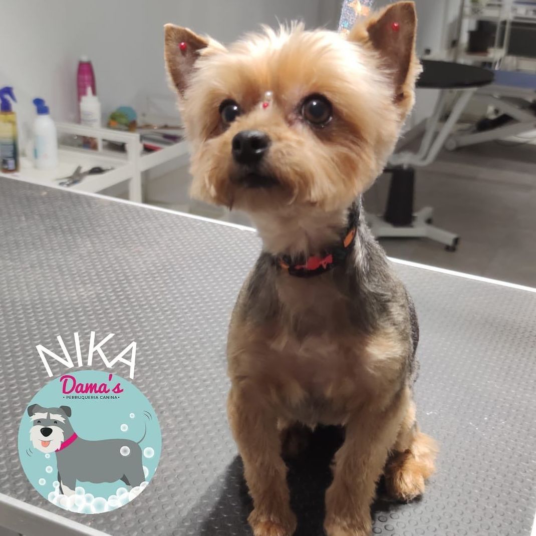 Foto 18 de Peluquería canina con todo tipo de tratamientos para tu mascota en  | Dama's