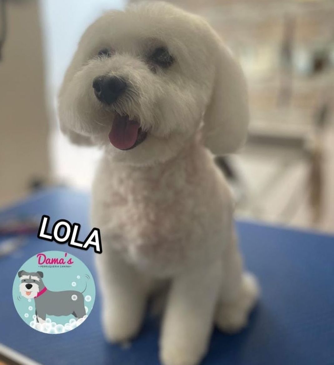 Foto 73 de Peluquería canina con todo tipo de tratamientos para tu mascota en  | Dama's