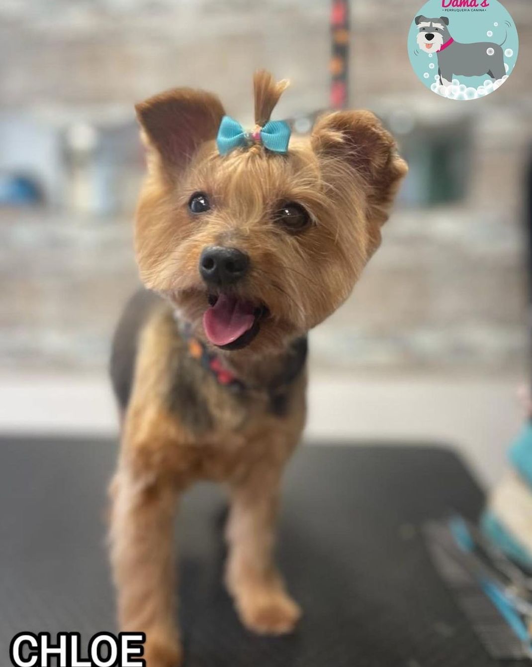 Foto 95 de Peluquería canina con todo tipo de tratamientos para tu mascota en  | Dama's